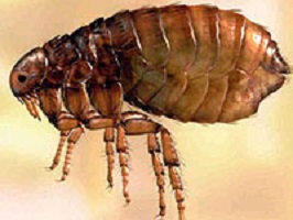 chinches de cama guadalajara