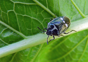 Chinche de la col compañero