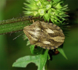 Eurygaster integriceps