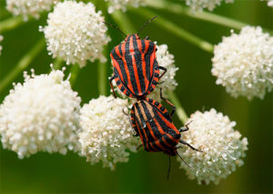 Graphosoma lineatum